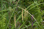 Nodding sedge